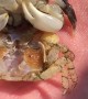 Crab Molts in Guys Hand