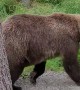 Hiker Has Close Encounter With a Bear