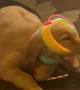 Puppy Gets Tangled Up in Giant Slinky