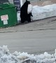 Video captures black bear raiding trash for a snack