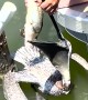 Florida Men Rescue Pelican