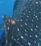 Diver Swims With a Peaceful Whale Shark