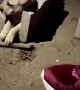 Rescuing a Puppy Stuck in a Cinder Block