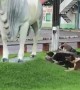 Border Collies Try to Herd Statue