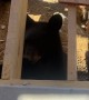 Beary New Visitors At The Job Site