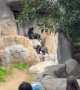 Chimpanzees Entertain Crowd at LA Zoo