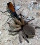Tarantula Hawk Wasp Claims Its Prey
