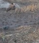 Dusty Doggy Dashes Through Dirt