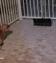 Excited Dog Chases Falling Snowflakes