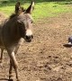 Donkey Enjoying The Spring