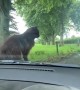 Kitty Takes A Ride On The Hood