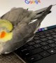 Parrot loves to take a nap on laptop
