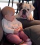 English Bulldog loves kissing baby's hand