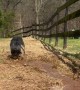 Water Loving Dog Digs Trenches on Farm