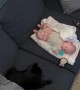 Pomeranian Asks Baby to Play