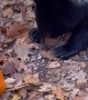 Bear Cub Plays With Pumpkin Beside Door