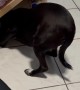 Guilty Doggo Hides in Shame