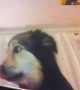 Dog besties have priceless reaction over video call