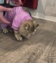 Kitten Doesn't Like Her New PJs