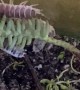 Isopod Gets Stuck