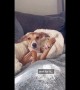 Dog has adorable reaction after realizing he\'s chewing his paw