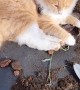 Mr. Mango Tries His Best At Gardening