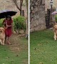 Thoughtful owner uses umbrella to cover pup from rain