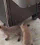 Baby Foxes Explore The Patio