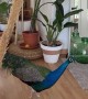 A Peacock In The House