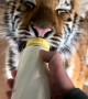  Adorable baby tiger drinks milk from bottle with delight