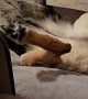 Sweet German Shepherd Is Relaxing Comfortably