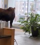 Chasing A Moose Out Of The Hospital