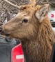 Elk Walks Down Road With Unicorn-Style Antler