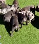 French Bulldog Puppy Feeding Time