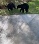 Mama Bear and Cubs Raid Family's Cooler