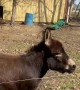 Henry the Donkey Likes to Race