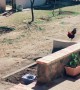 Rooster Excited To See Owner