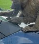 Baboon Breaks Off Piece of Car at Safari Park