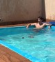 This Dog Loves Nothing More Than Jumping Into That Pool