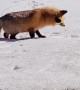 Fox Pounces on Critter Buried in Snow