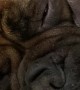 Bullmastiff Puppies Sleep in an Adorable Pile