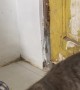 Kitten Gets Stuck Under Door