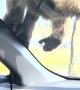 Baboon Eats His Ride