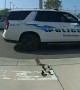 Florida police officer escorts family of ducks to safety