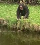 Chimps Kidnap a Little Duckling