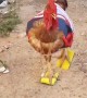 Rooster Sports an Outfit