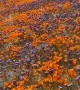 Eastern Sierra Wildflower Super Bloom