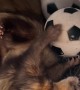 Goose The Ferret Loves His Soccer Ball