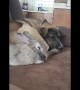 Dog and Rabbit Form an Adorable Cuddle Duo
