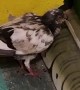 Kind People Help A Struggling Pigeon
